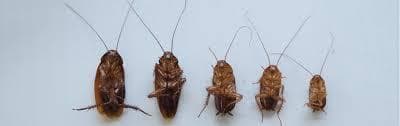 Effective Strategies to Eliminate Roaches for Good
