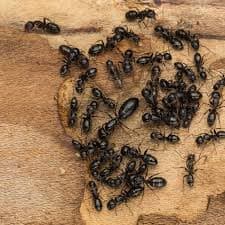 A Comprehensive Guide for Homeowners