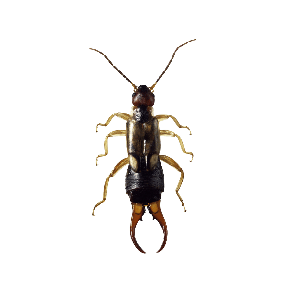 Trusted Earwig Control for Clean and Calm Homes